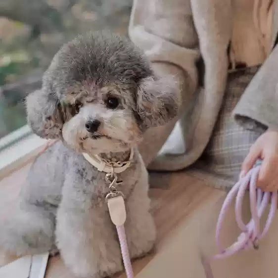 Dog Collar Leather Hand Holding Rope Leash