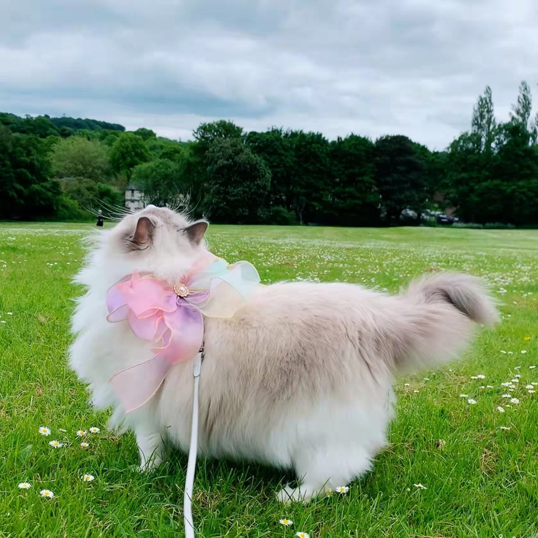 Butterfly Flying Pet Leash